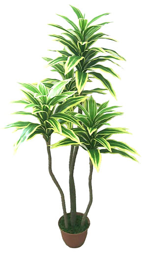 Dracena Variegata (com 1,10 M De Altura) - Cod. 83054